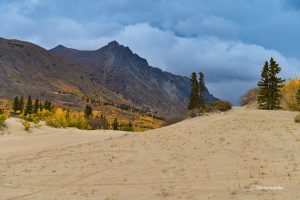 Natura ... - Carcross Desert, Yukon, Kanada