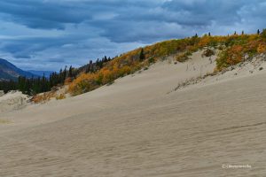 Jesień na Pustyni Carcross, Yukon, Kanada
