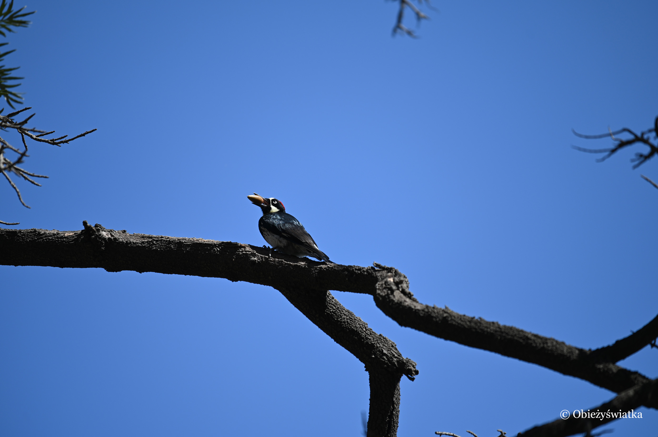 Dzięciur żołędziowy z żołędziem ;) - Acorn Woodpecker, Kalifornia