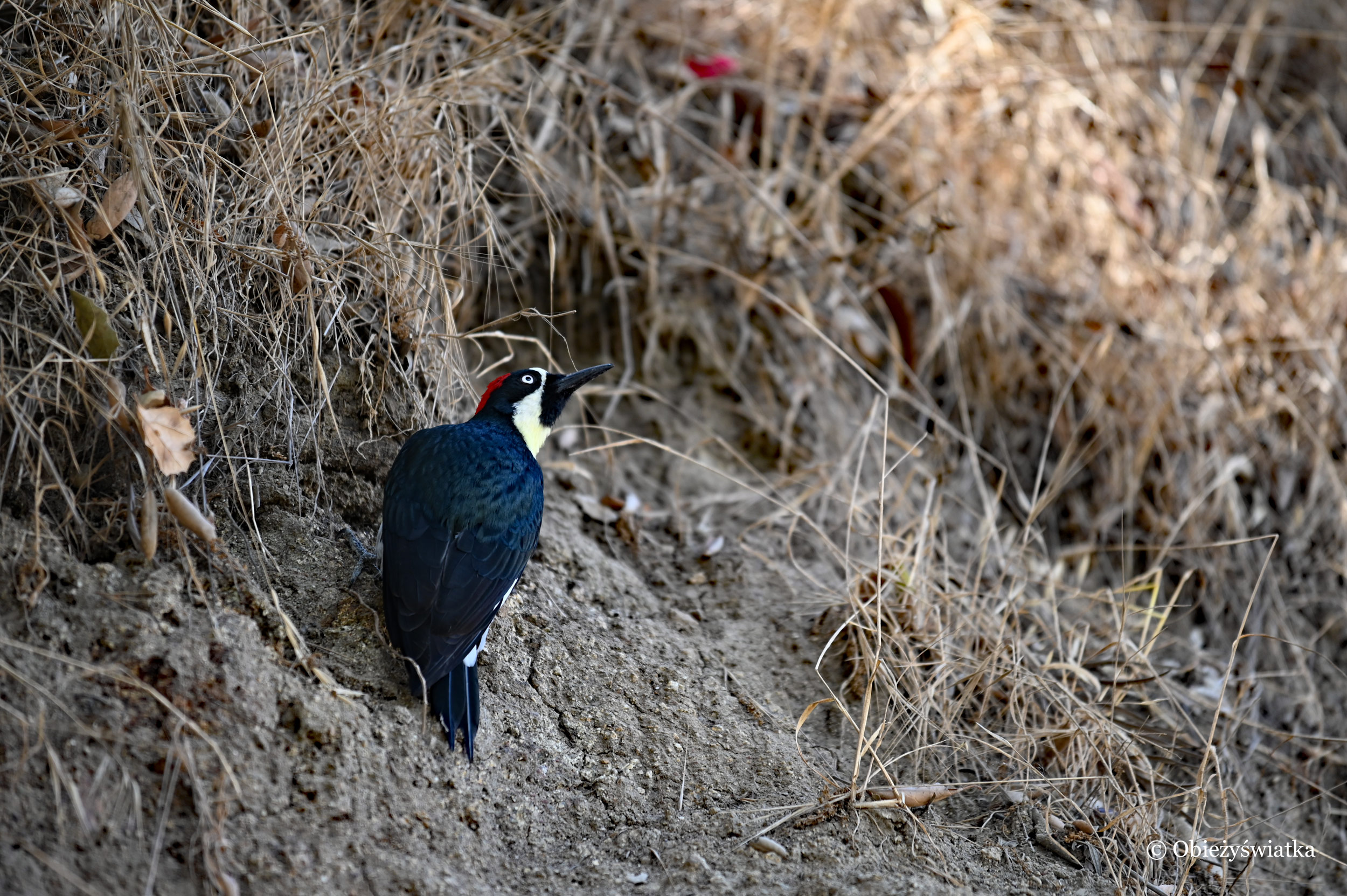 Rozglądając się na boki - dzięciur żołędziowy bez żołędzia - Acorn Woodpecker, California