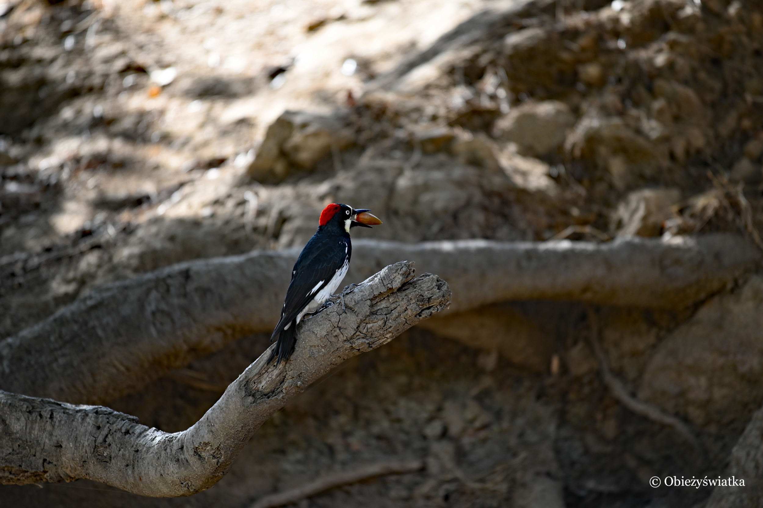 I jeszcze jedno ujęcie - dzięciur żołędziowy z żołędziem ;) - Acorn Woodpecker, California