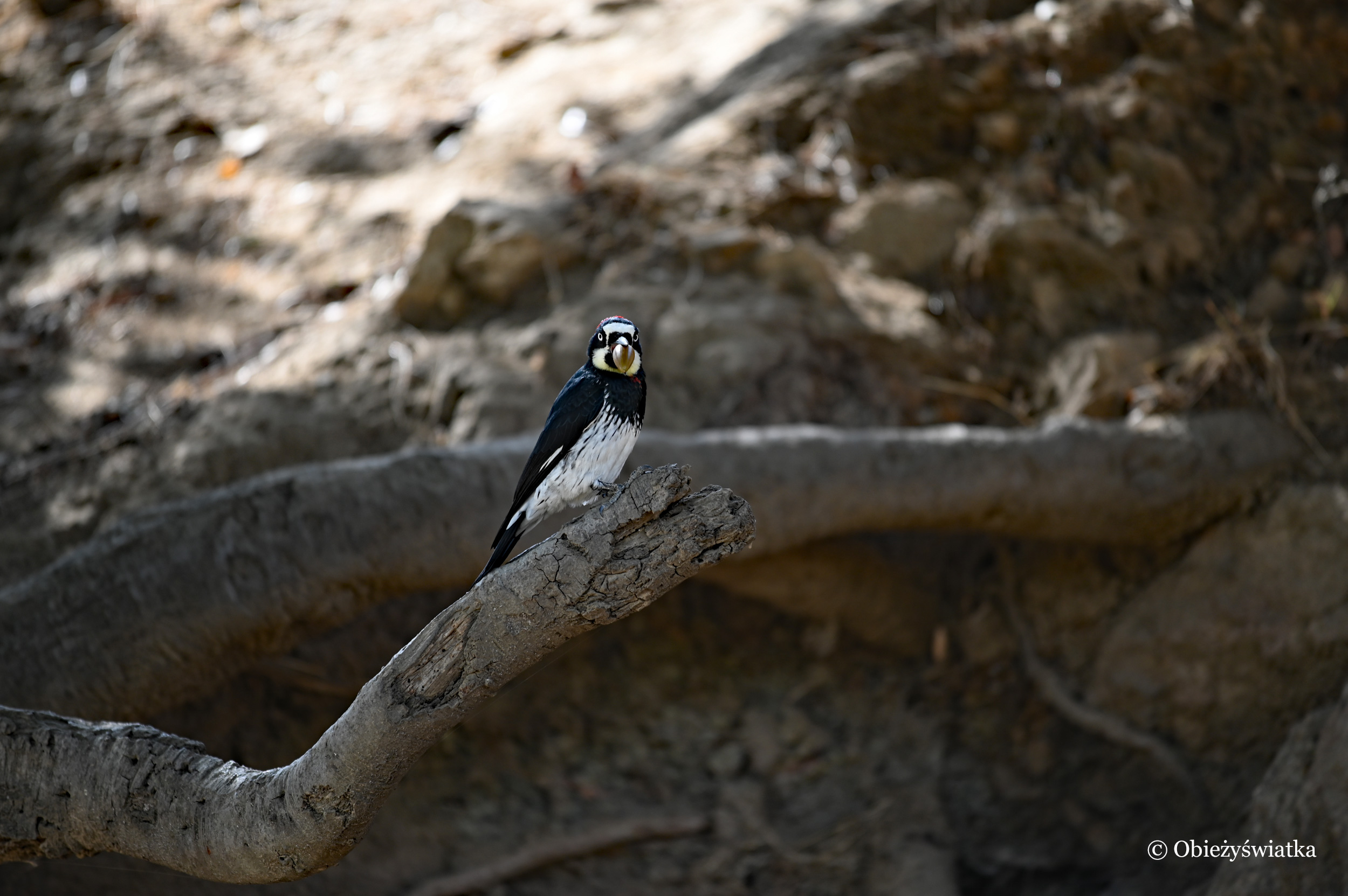 Fotomodel - dzięciur żołędziowy z żołędziem ;) - Acorn Woodpecker, California