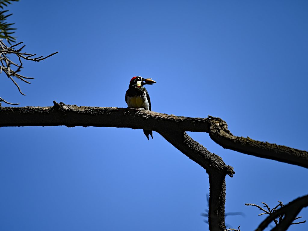 Dzięciur żołędziowy Acorn Woodpecker California