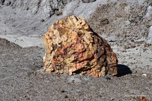 Skamieniałe drzewa - Petrified Forest National Park