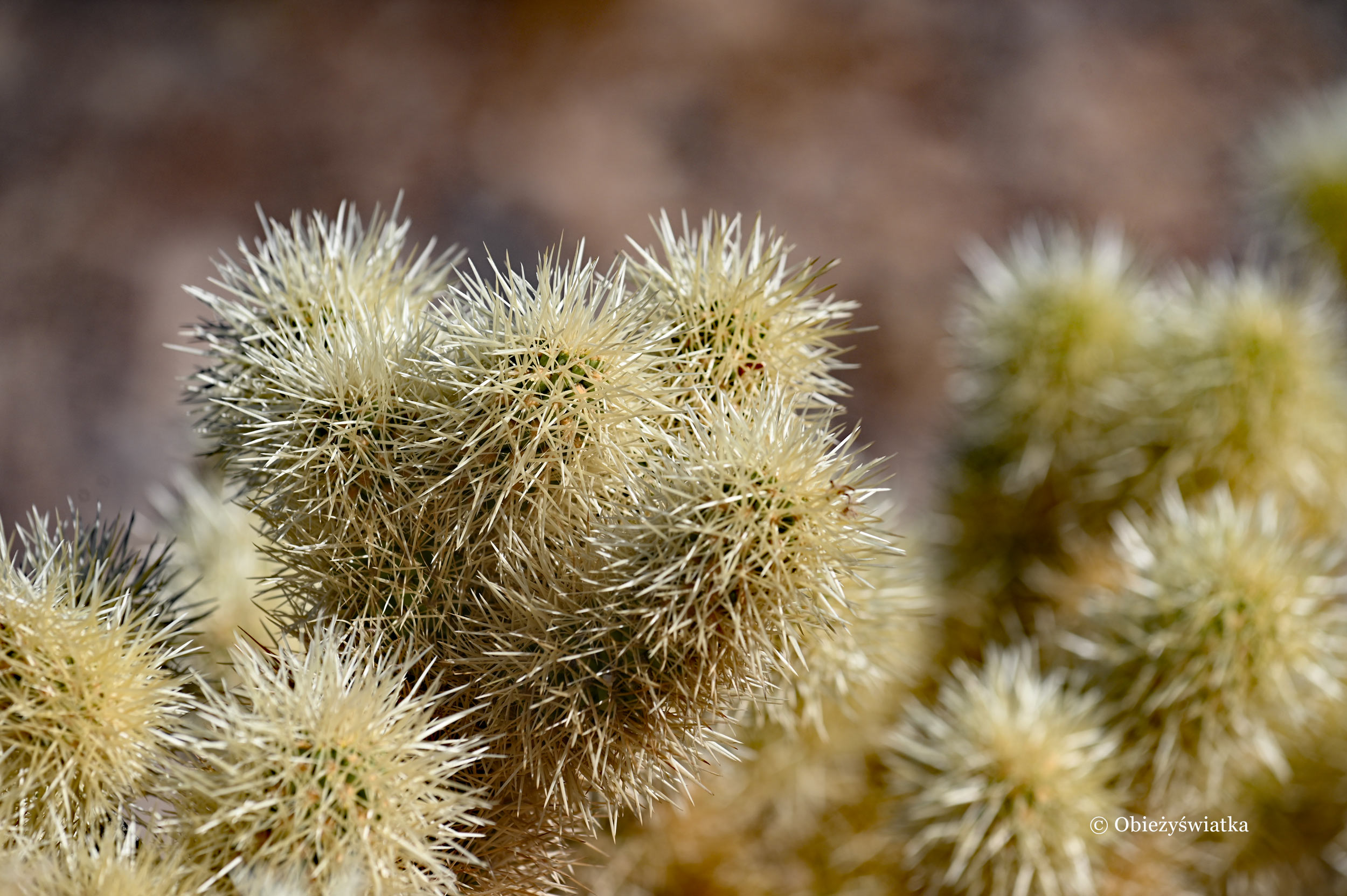 Kaktusy Cholla, Joshua National Park, Kalifornia