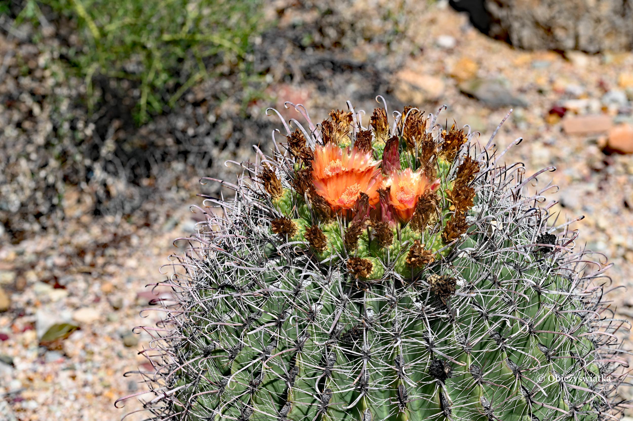 Kwitnące kaktusy, Park Narodowy Saguaro, Arizona