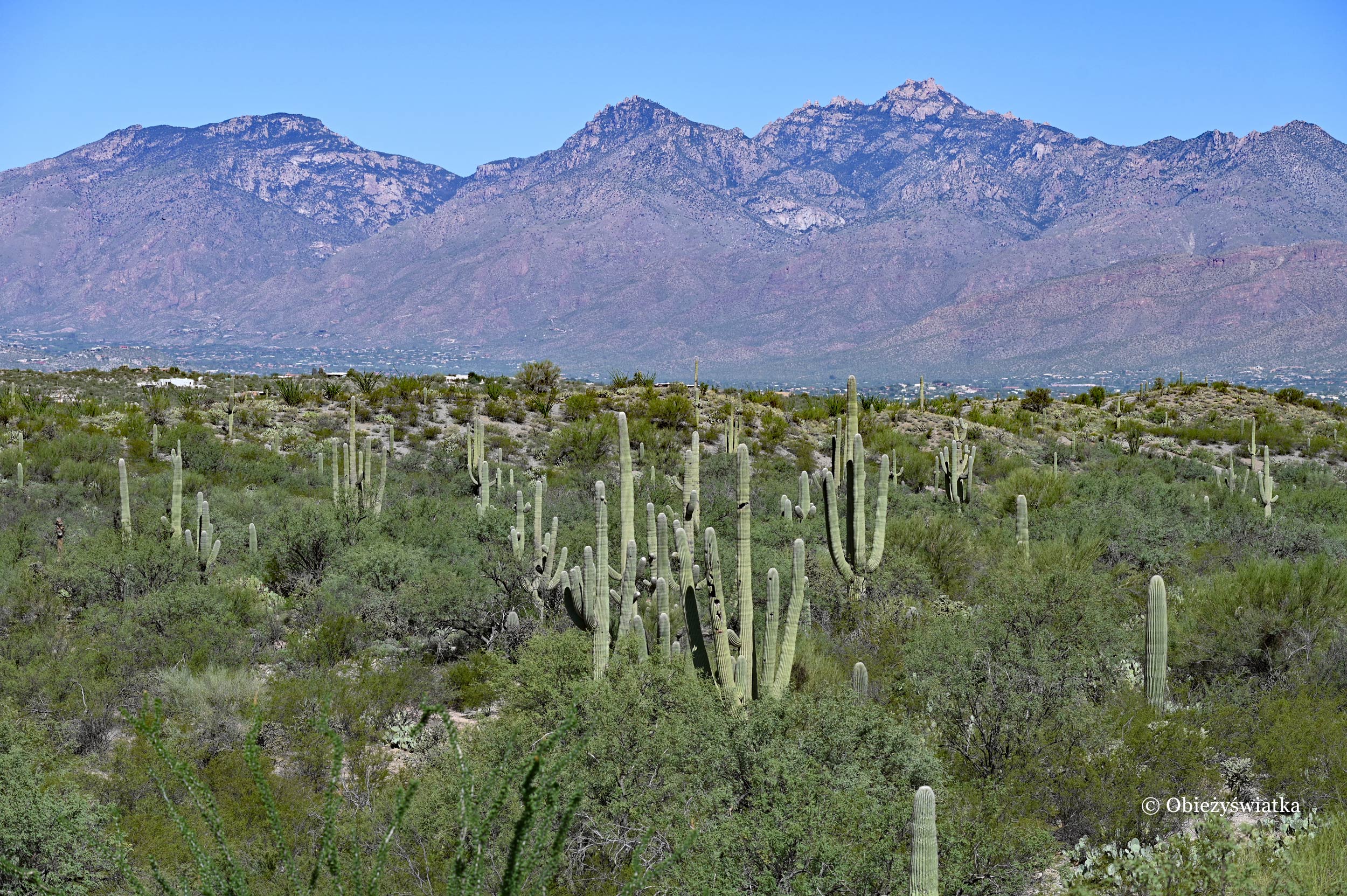 Karnegia olbrzymia - Saguaro, Park Narodowy Saguaro, Arizona