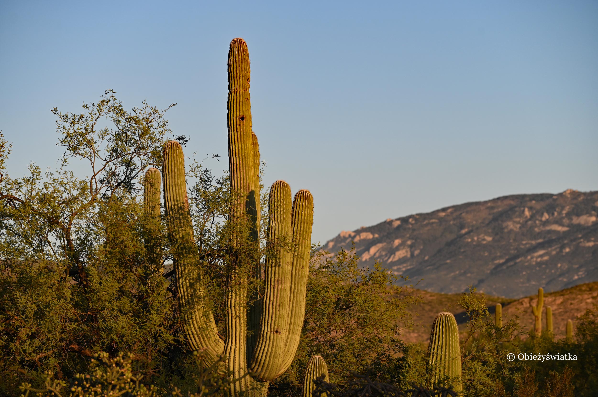 O zachodzie słońca - kaktusy Saguaro w Parku Narodowym Saguaro, Arizona