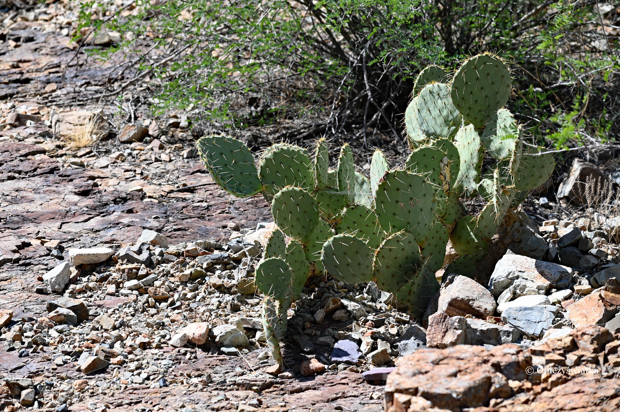 Kaktusy, Park Narodowy Saguaro