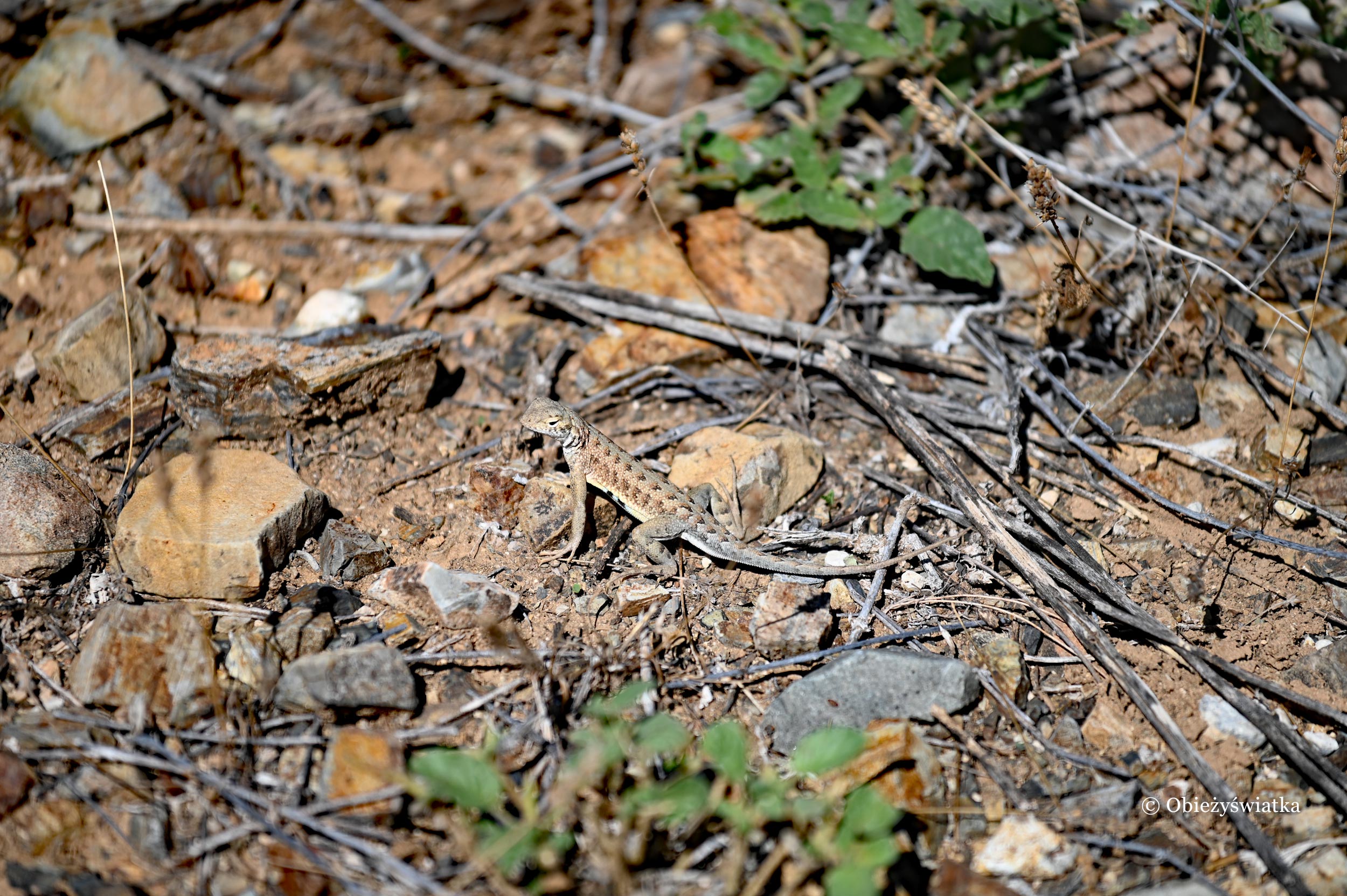 Upodobniona do otoczenia - jaszczurka w Parku Narodowym Saguaro, Arizona
