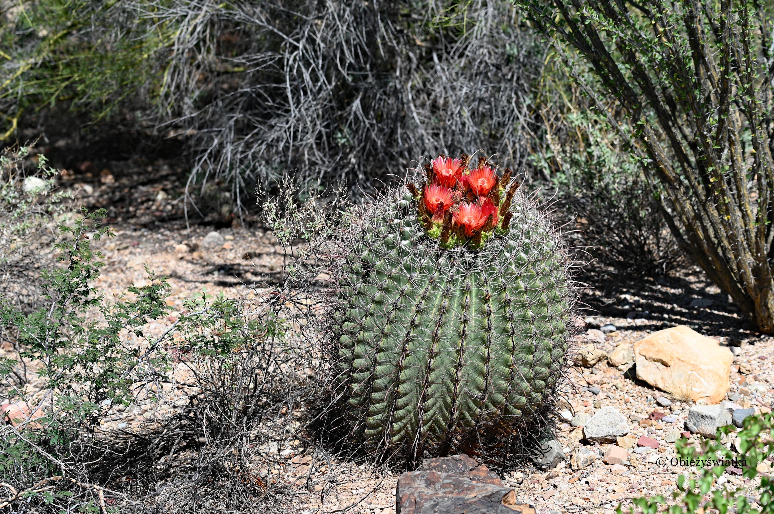 Kaktusy, Park Narodowy Saguaro, Arizona