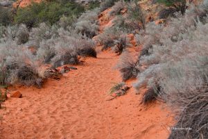 Kolorowo...., Snow Canyon State Park, Utah
