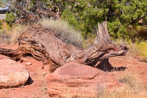Dead-Horse-Point-Roslinnosc