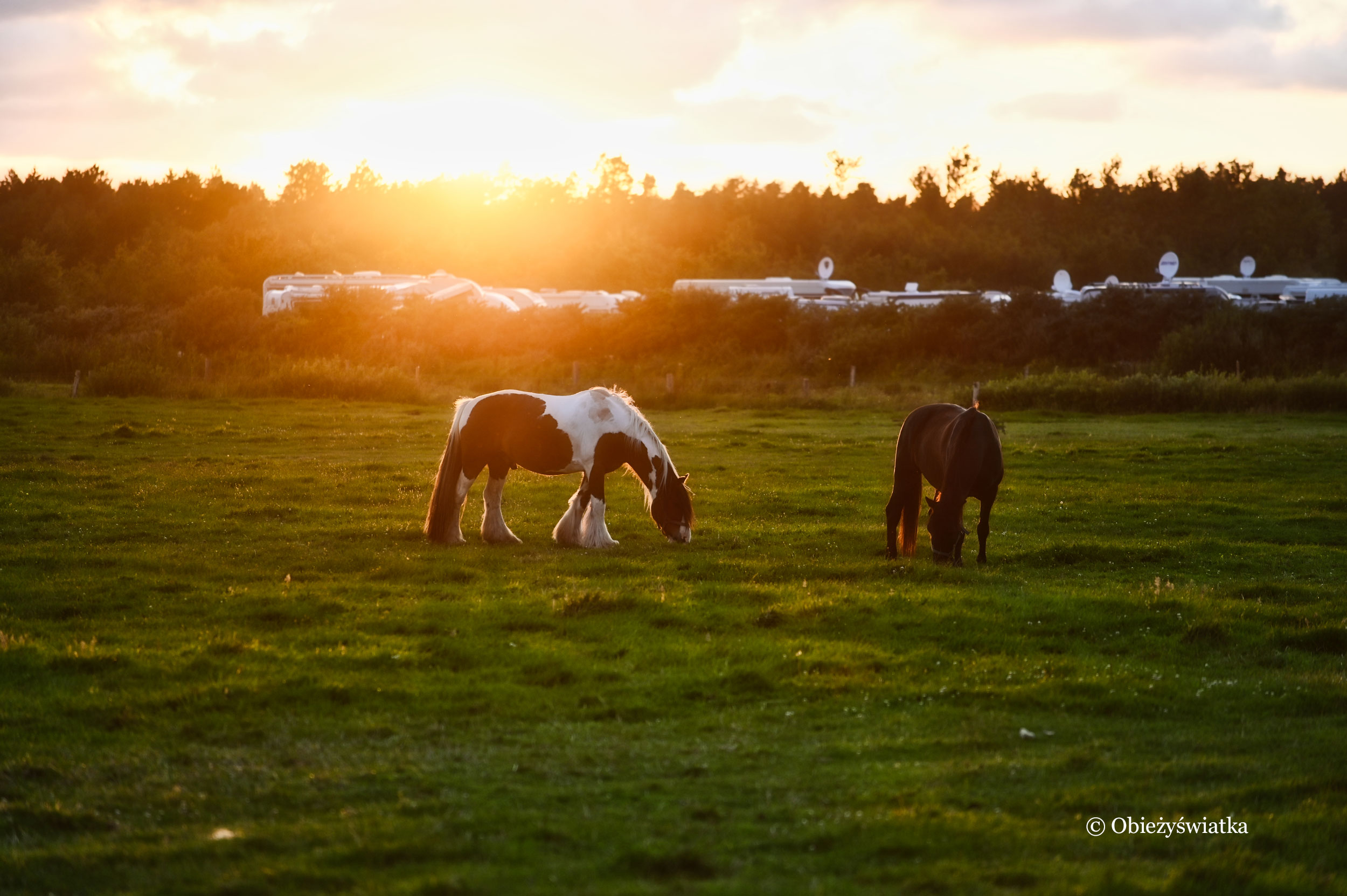 Rømø - konie o zachodzie słońca
