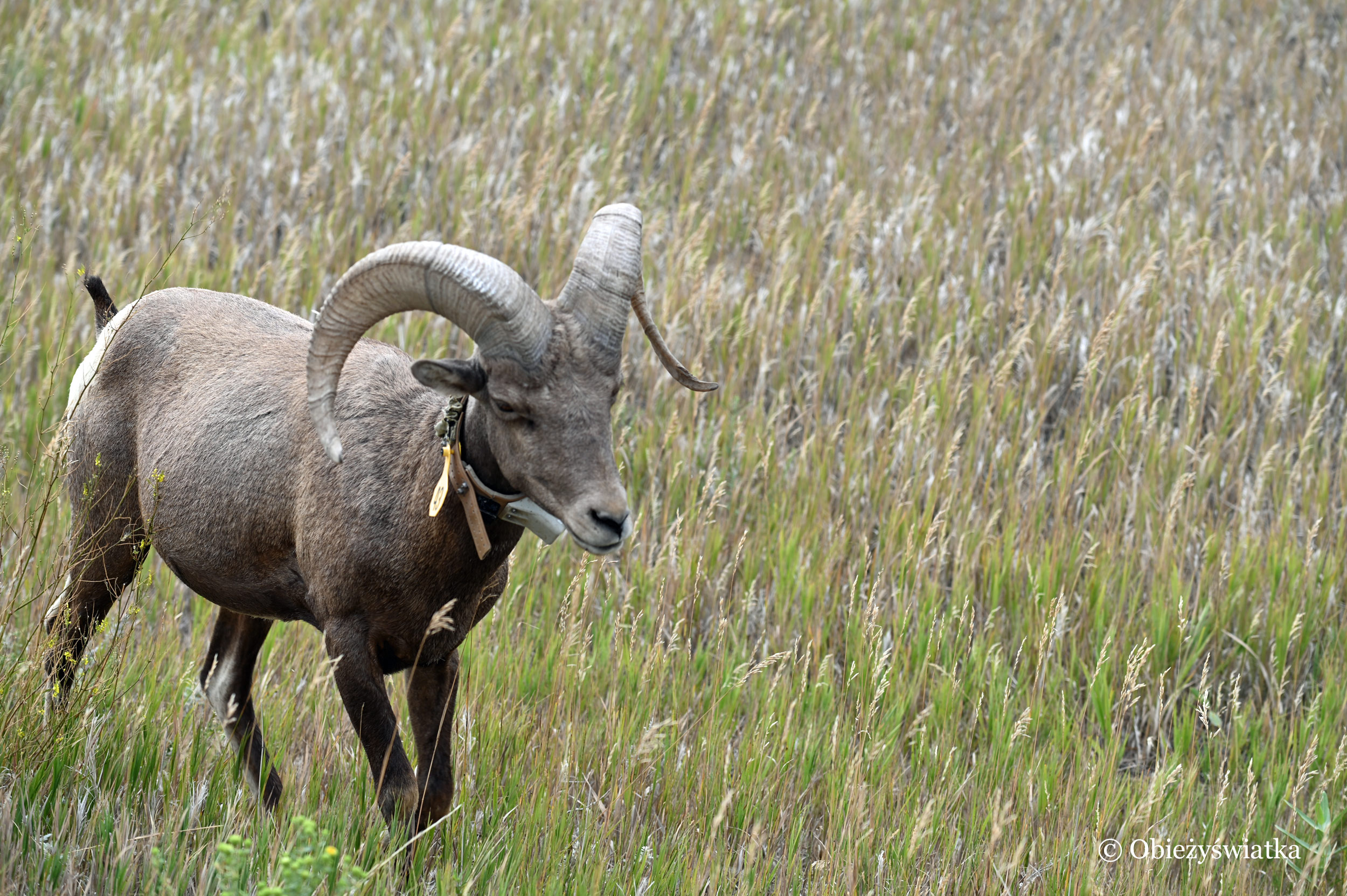 Muflon, Park Narodowy Badlands, South Dakota, USA