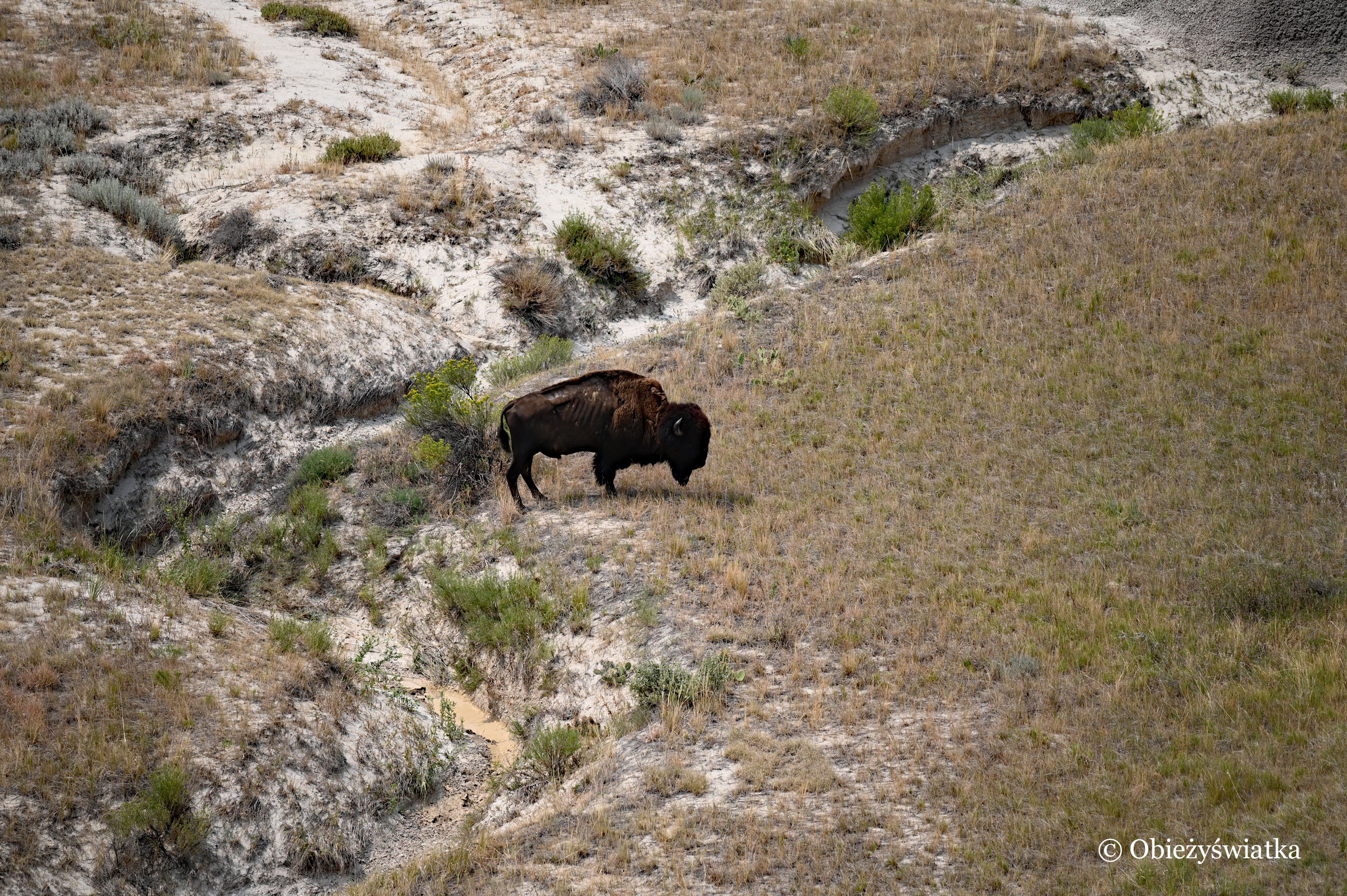 Bizon, Park Narodowy Badlands, Dakota Południowa